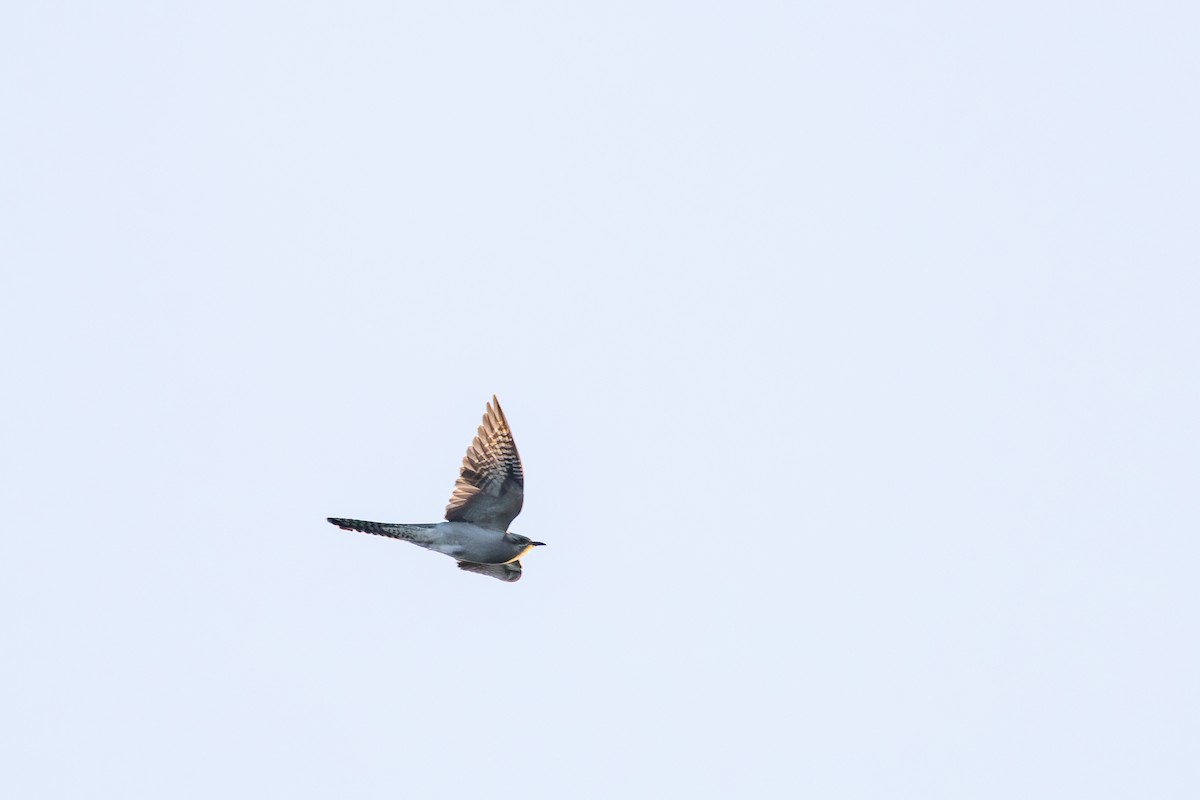 Pallid Cuckoo - ML641590556