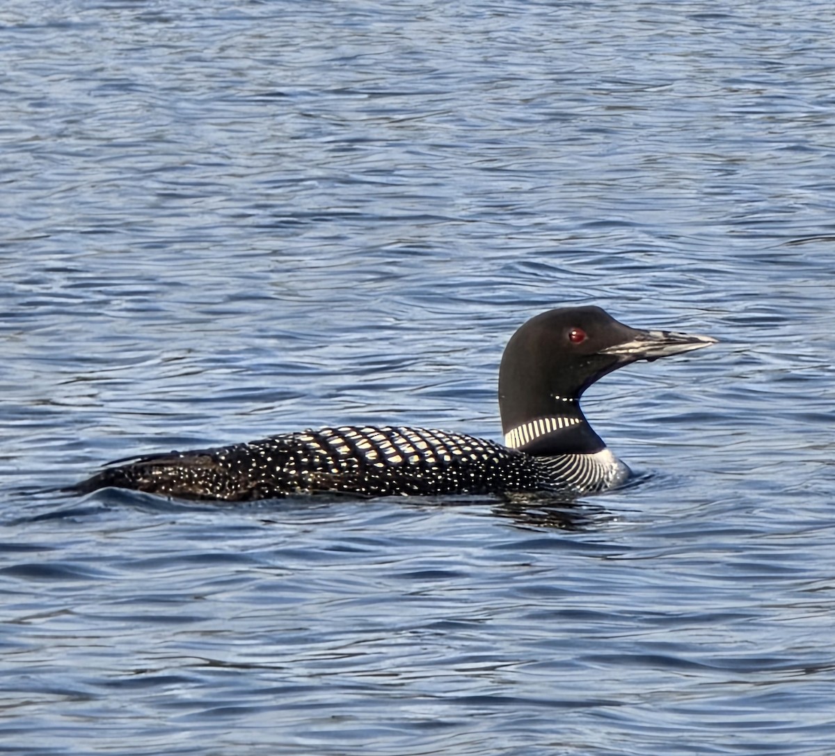 Common Loon - ML641590616