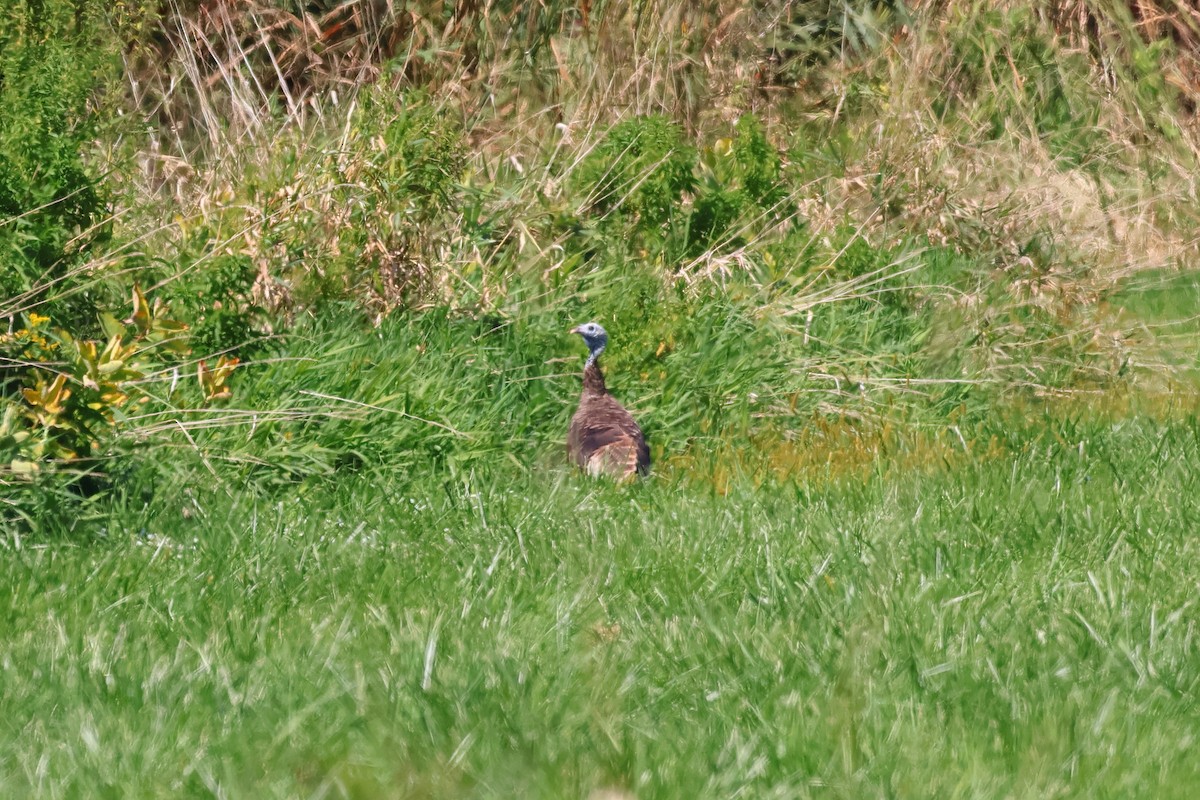 Wild Turkey - ML641590628