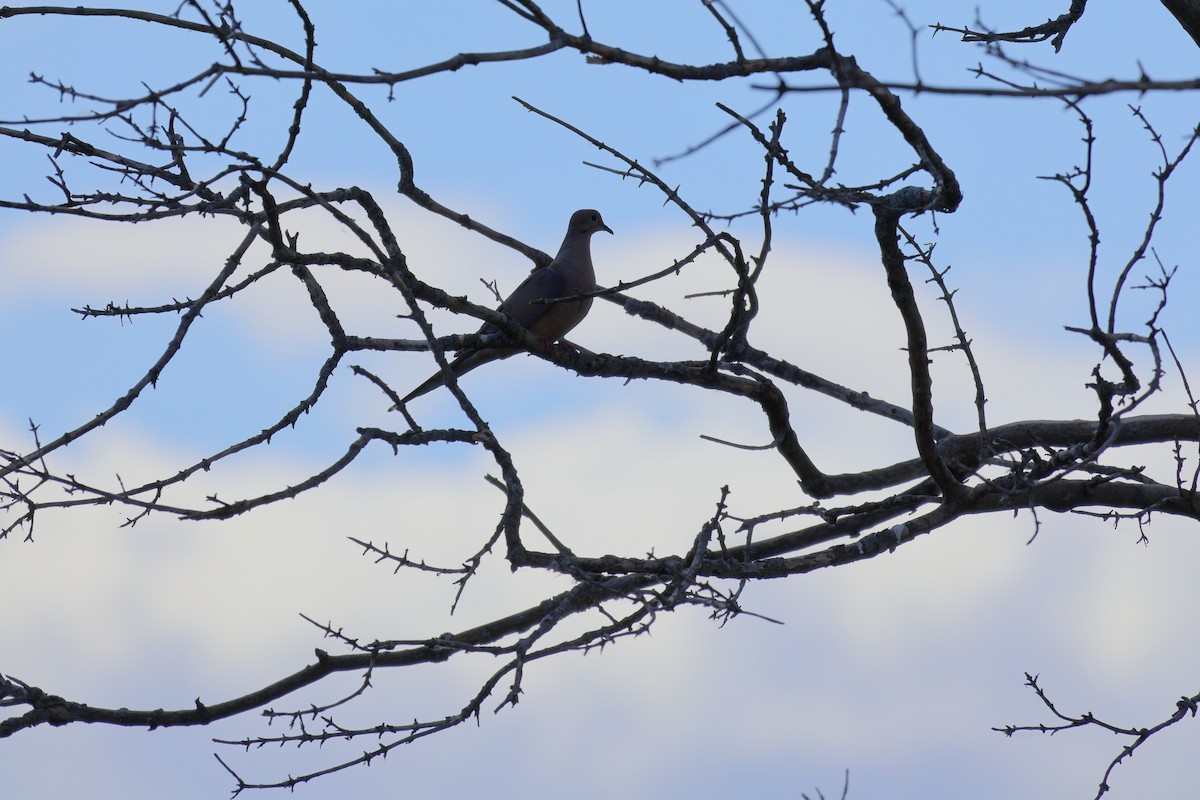 Mourning Dove - ML641590641