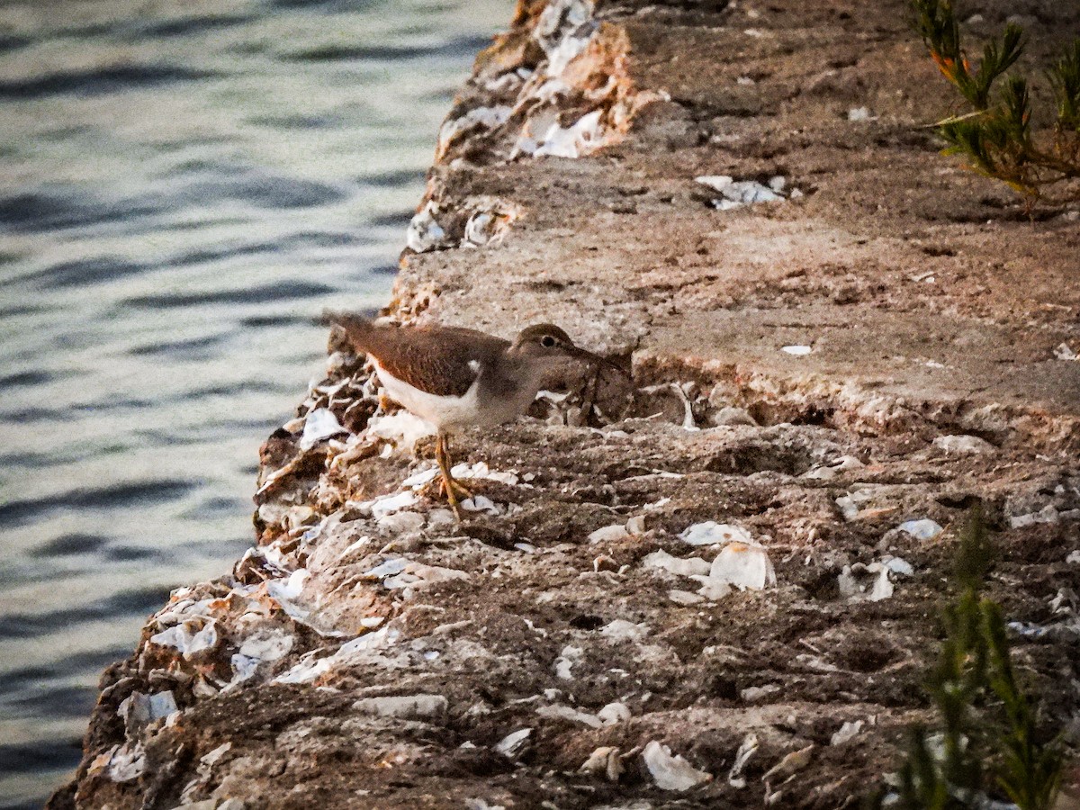Spotted Sandpiper - ML641590643