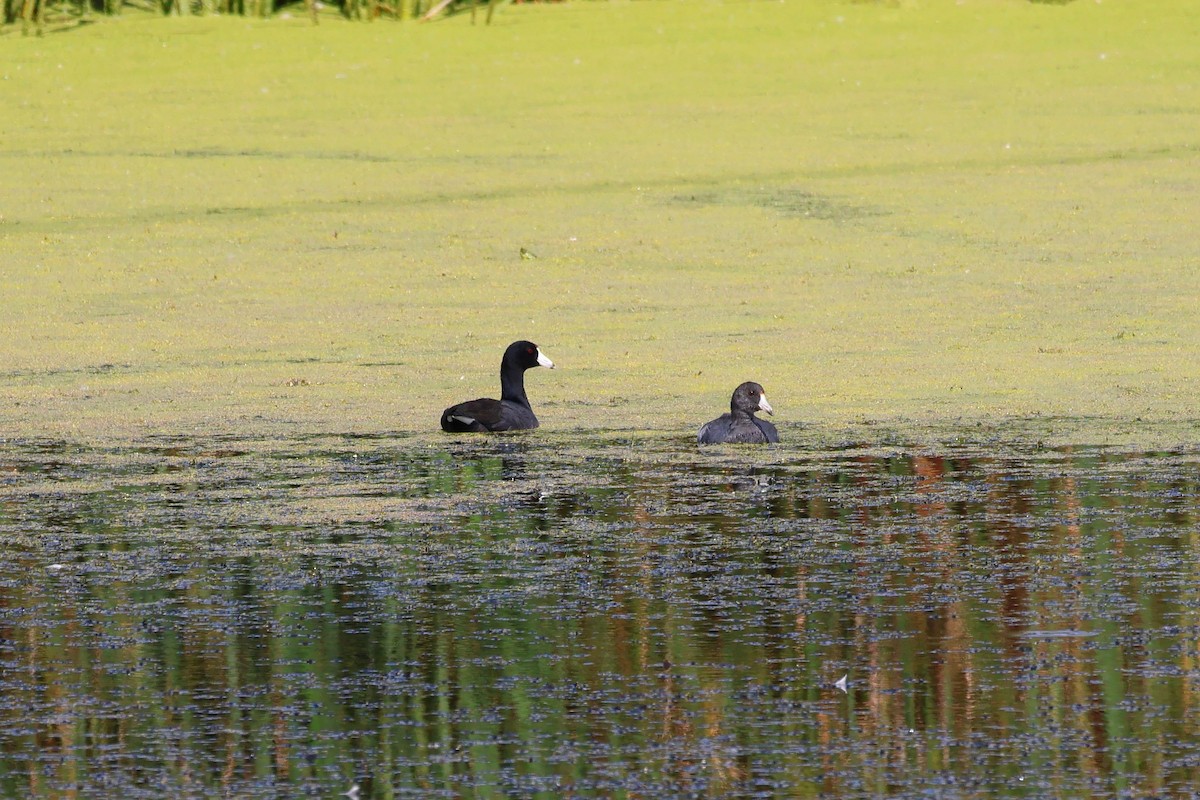 American Coot - ML641590646