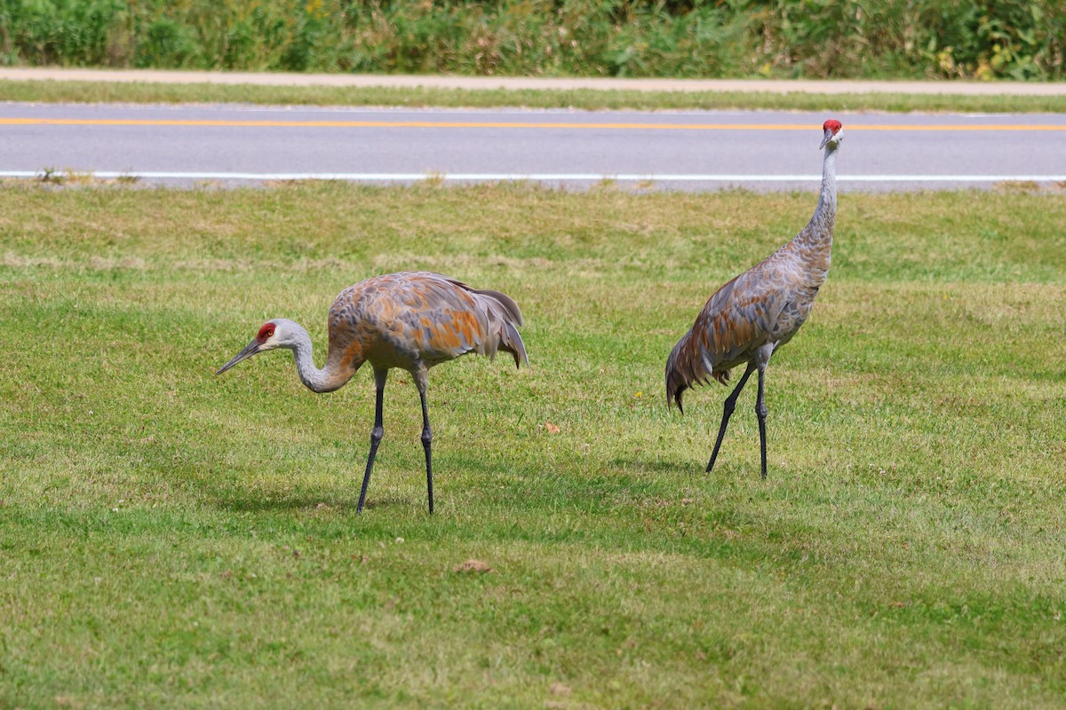 Sandhill Crane - ML641590647