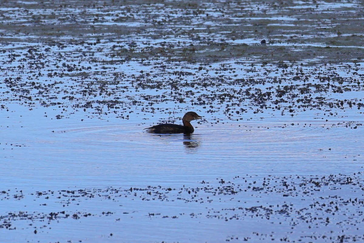 Pied-billed Grebe - ML641590658