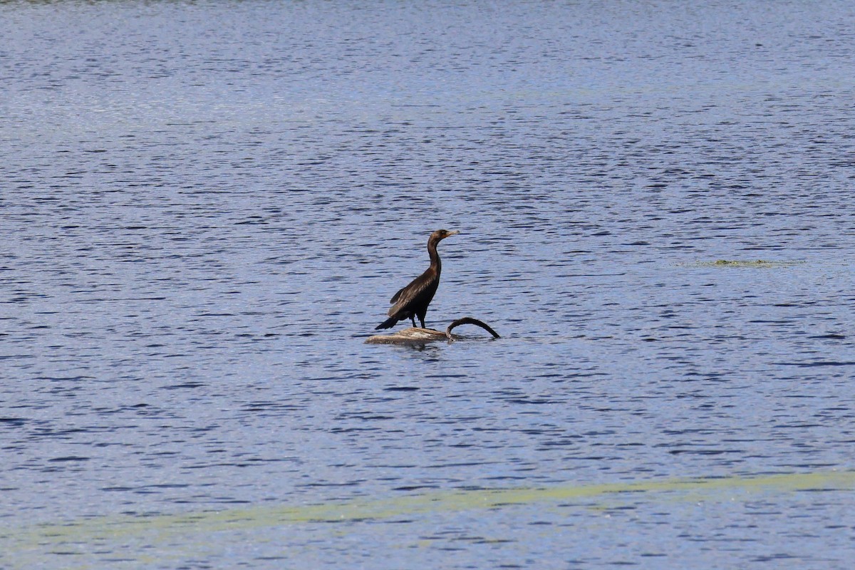 Double-crested Cormorant - ML641590663
