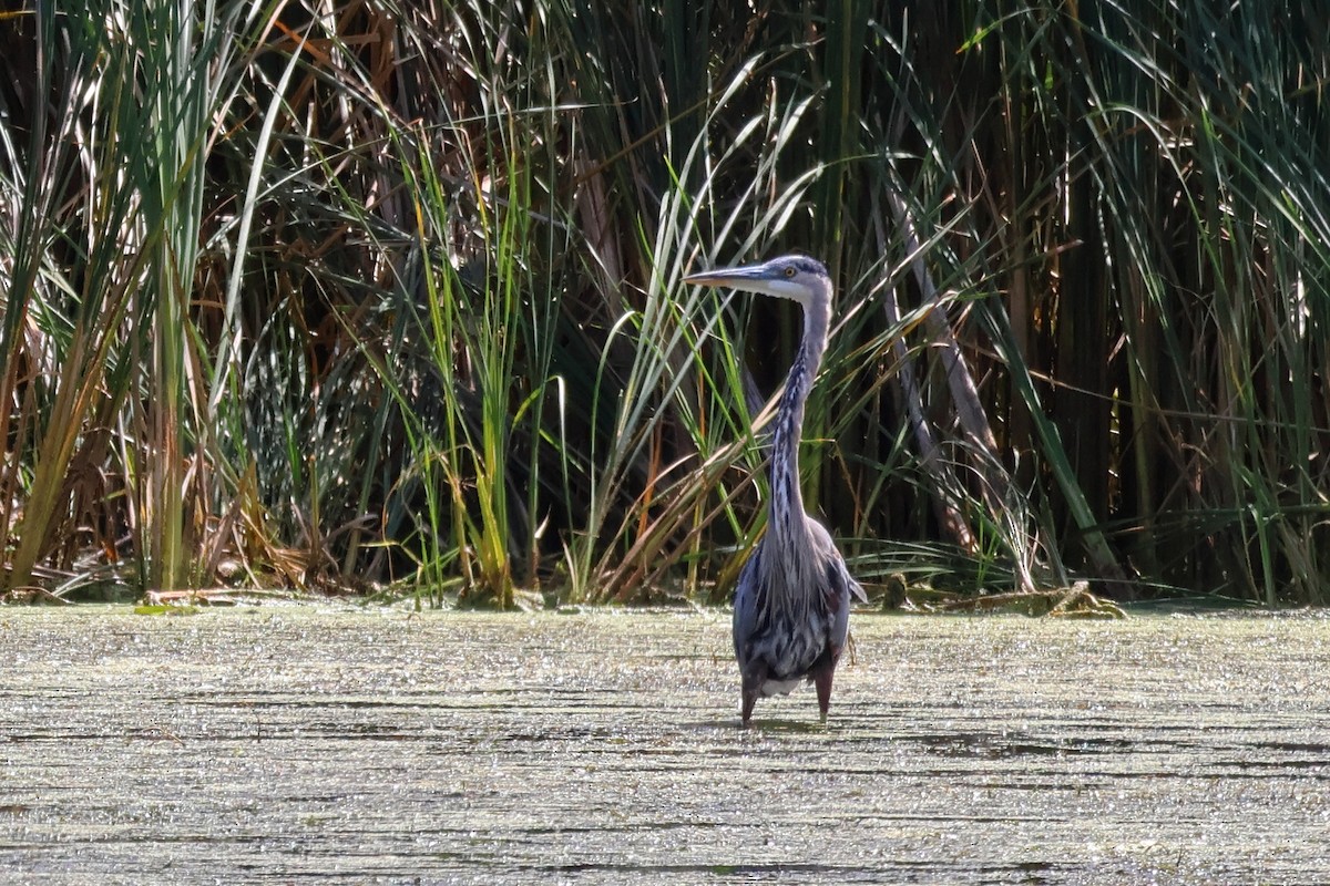 Great Blue Heron - ML641590674