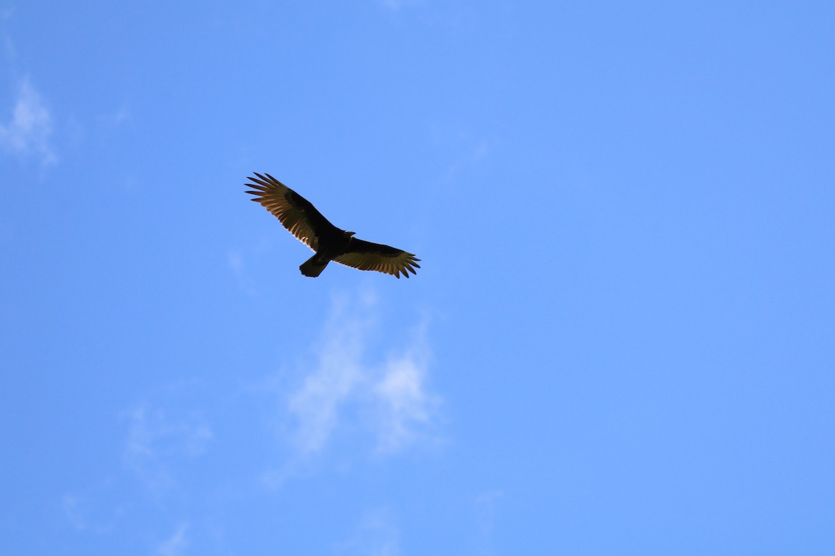 Turkey Vulture - ML641590688