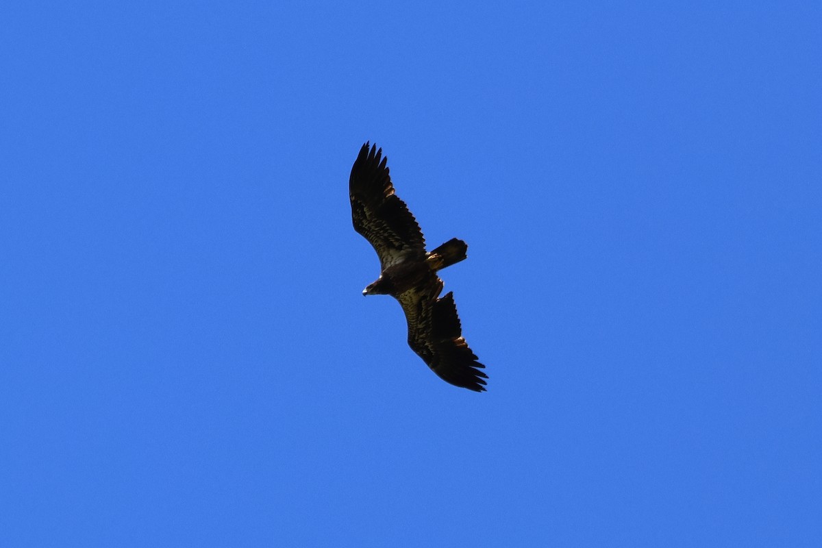 Bald Eagle - ML641590694