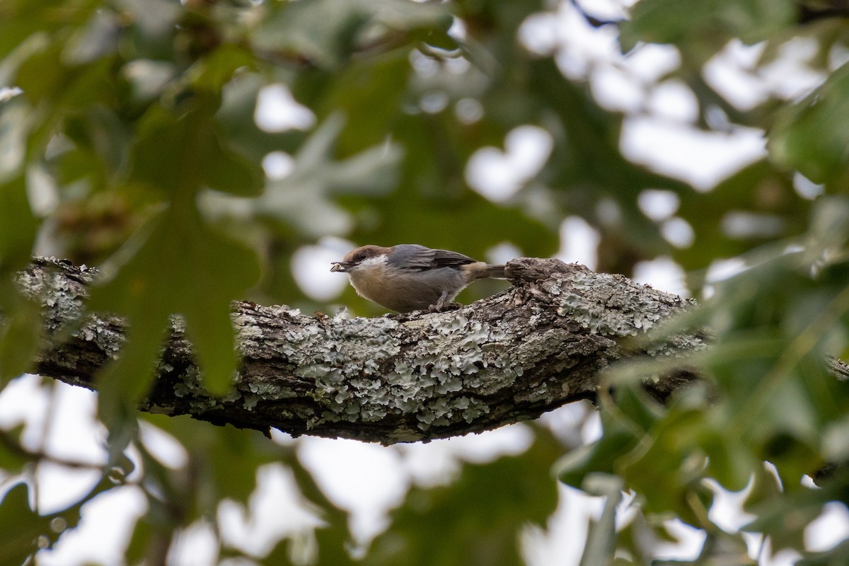 Brown-headed Nuthatch - ML641590700