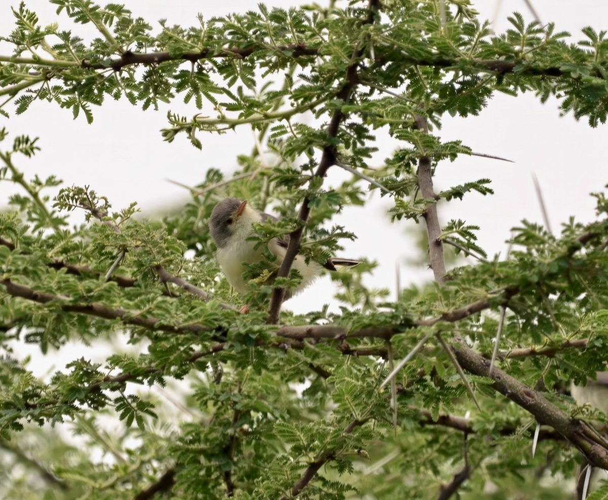 Buff-bellied Warbler - ML641590701