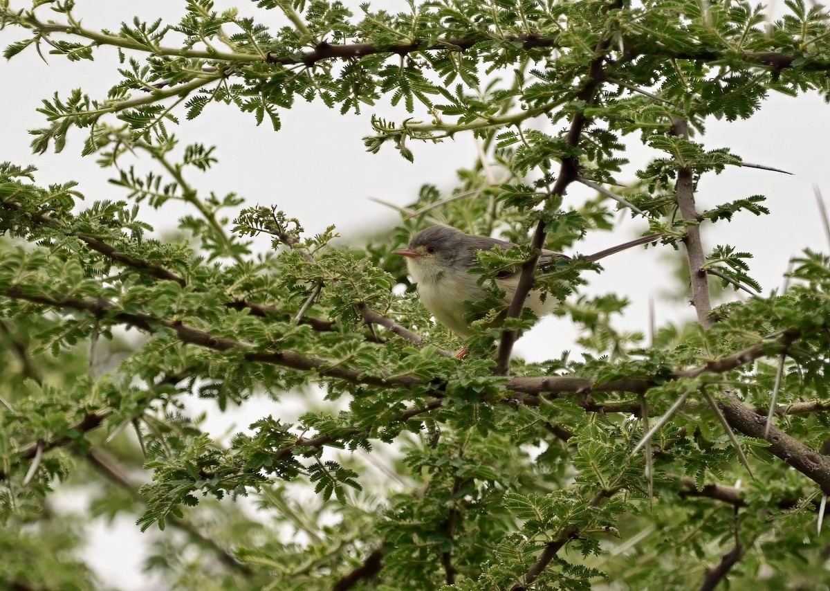 Buff-bellied Warbler - ML641590702