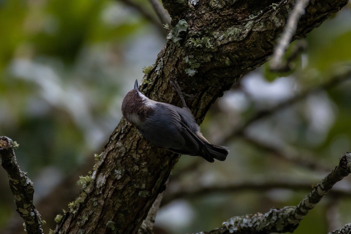 Brown-headed Nuthatch - ML641590712