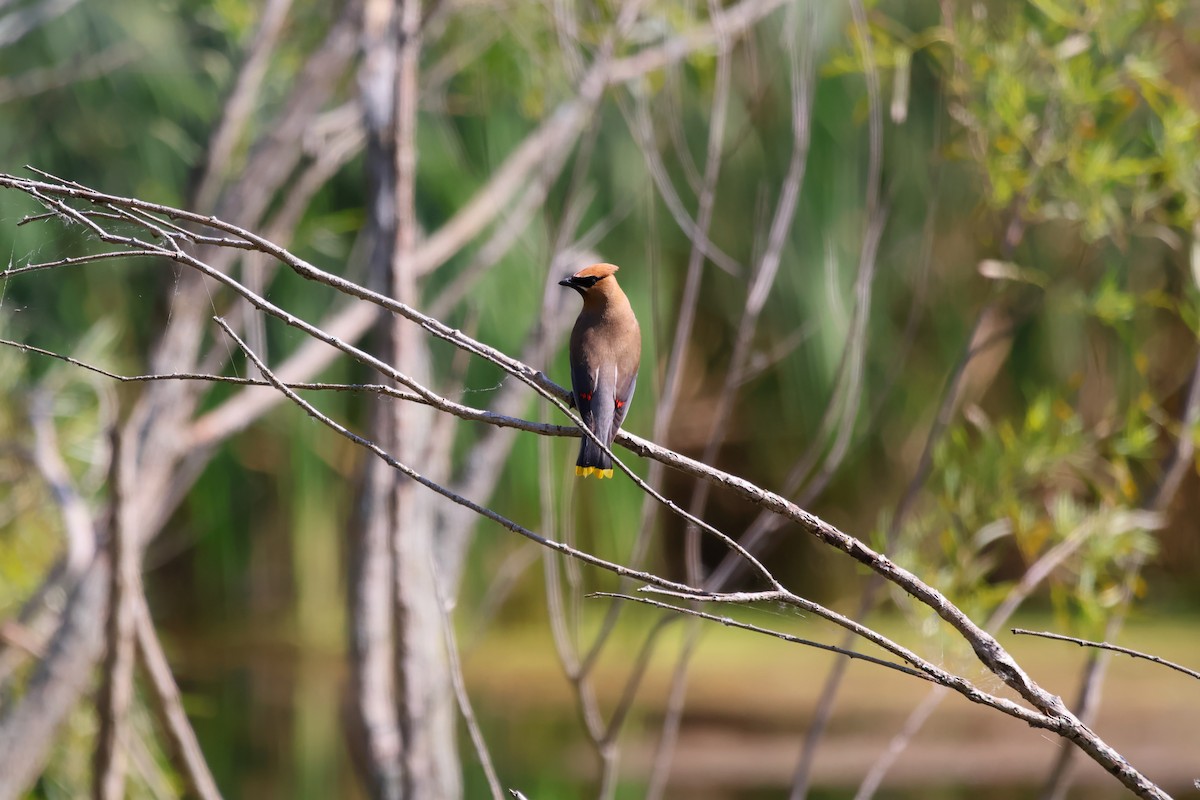 Cedar Waxwing - ML641590723