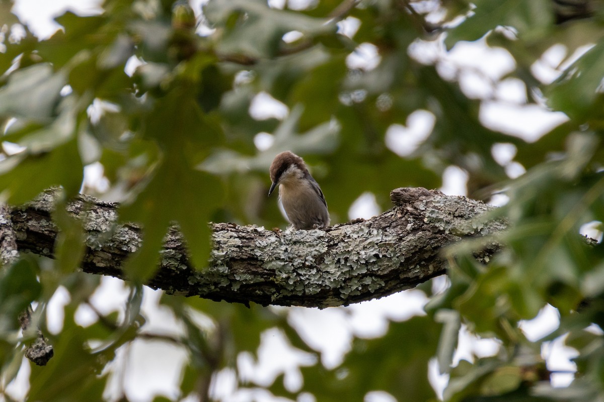 Brown-headed Nuthatch - ML641590729