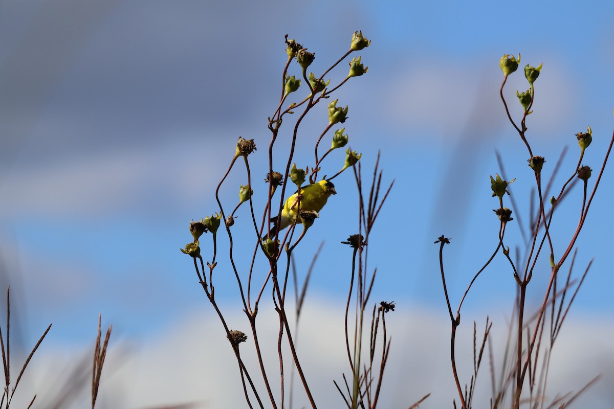 American Goldfinch - ML641590731