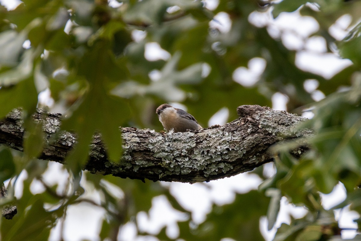 Brown-headed Nuthatch - ML641590733