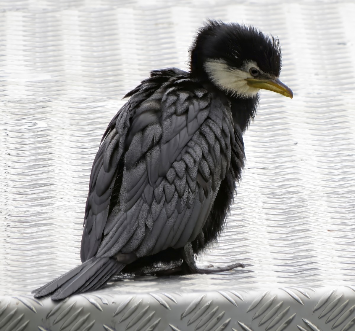 Little Pied Cormorant - ML641590786