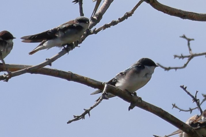 Tree Swallow - ML641590794
