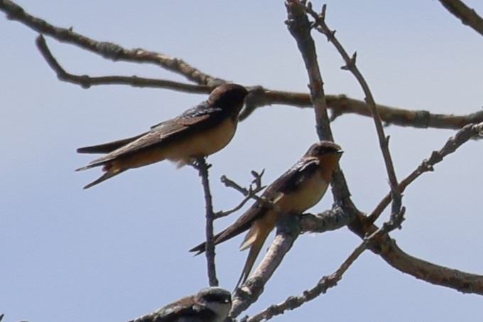 Barn Swallow - ML641590795