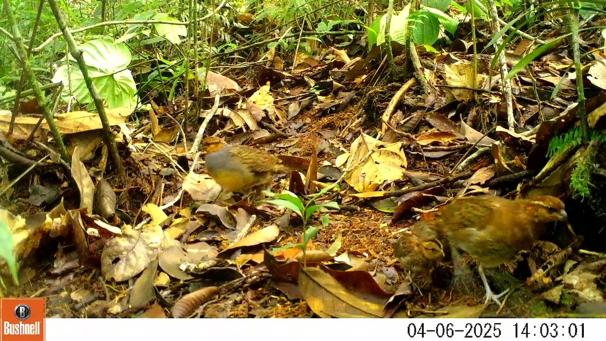 Tawny-faced Quail - ML641590871