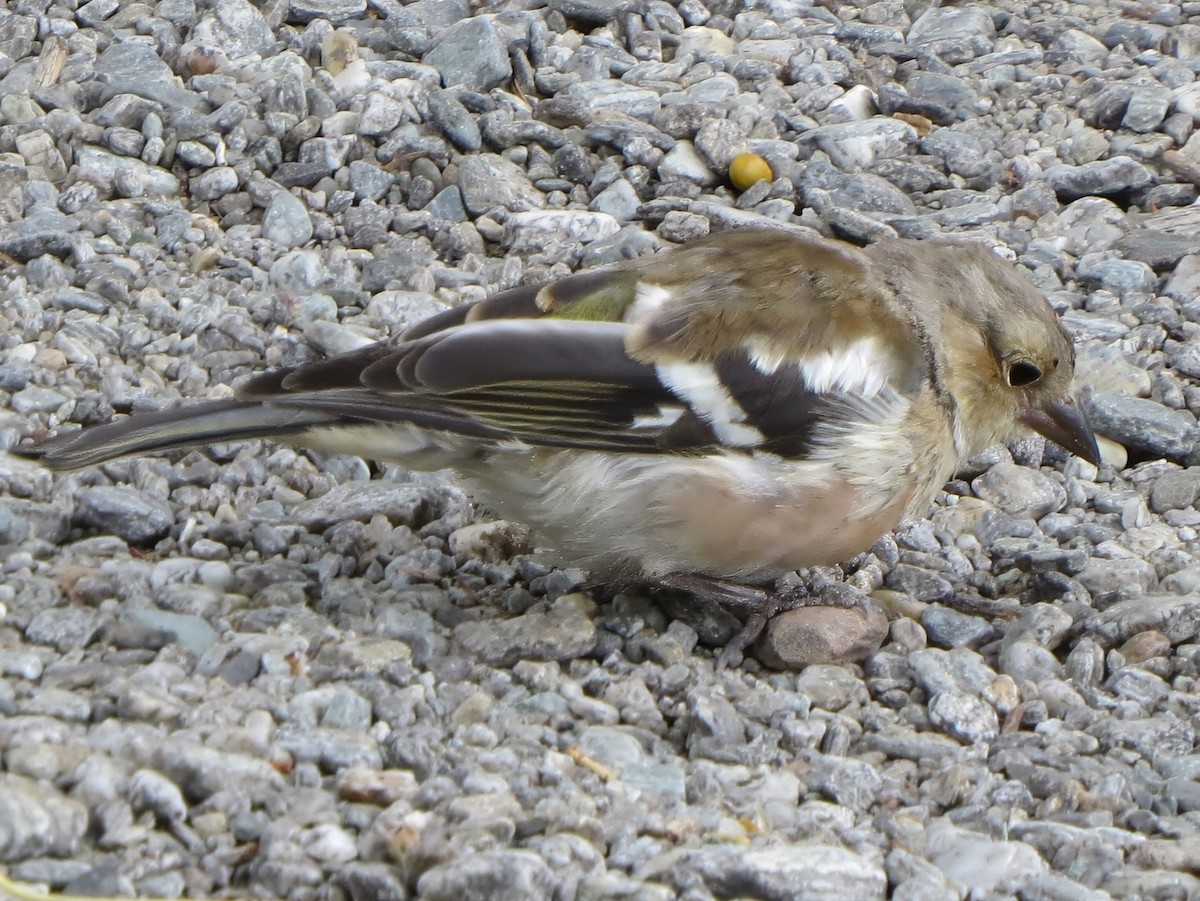 Common Chaffinch - ML641590877