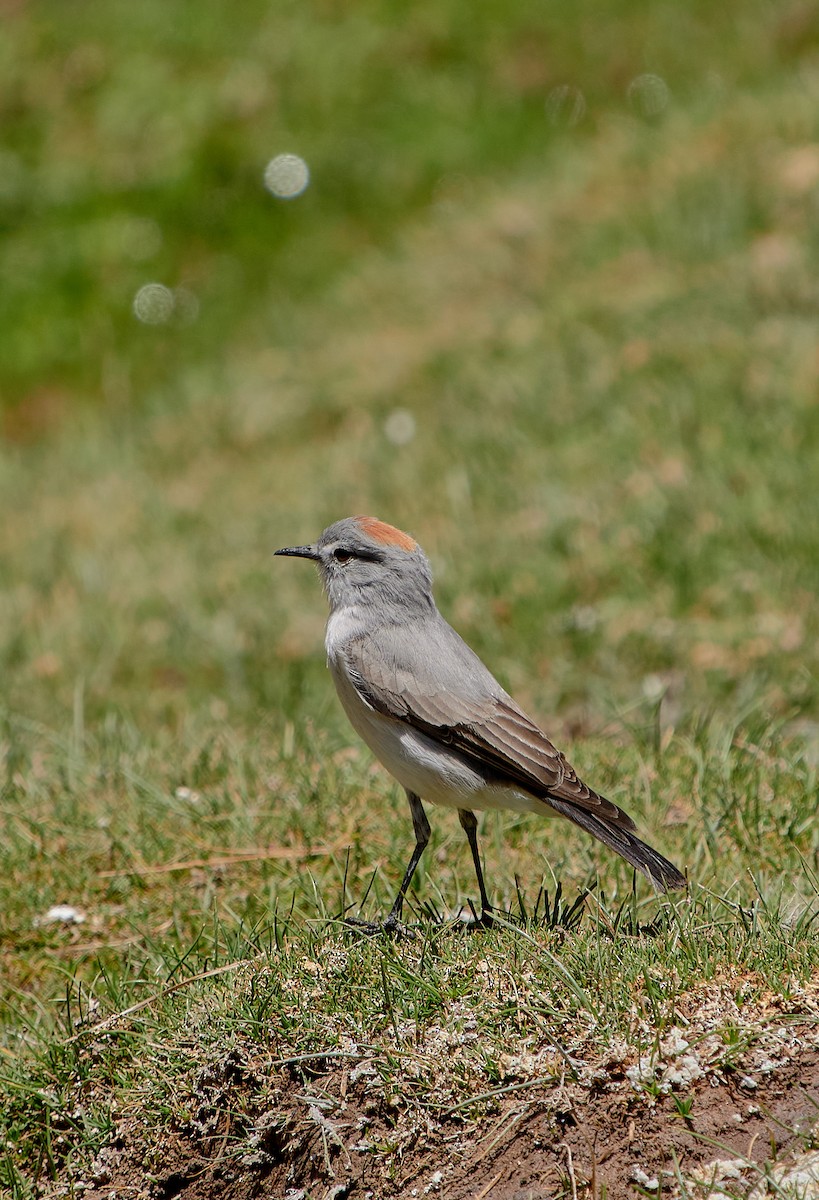 rødkronemarktyrann - ML641590965