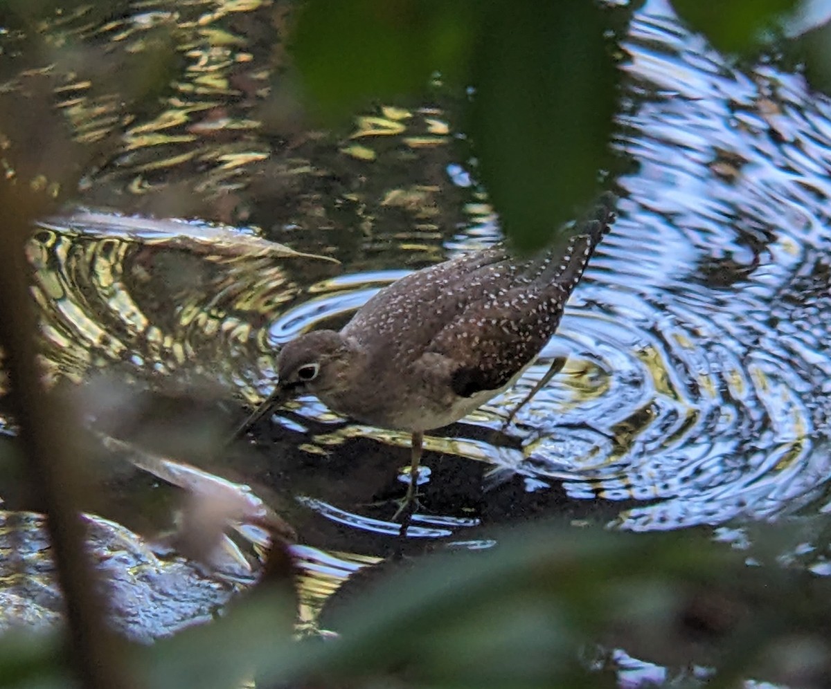 Solitary Sandpiper - ML641590973