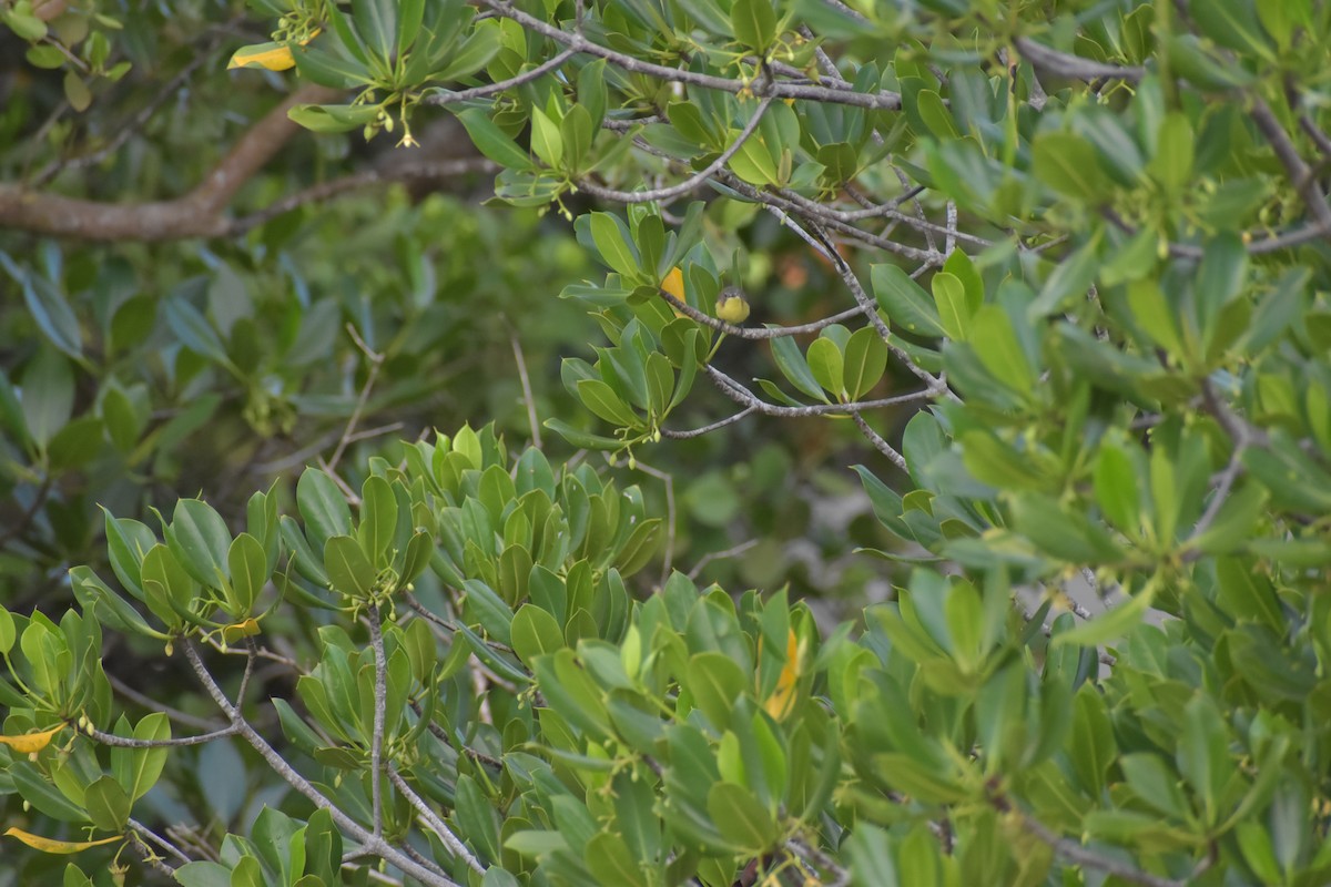 Golden-bellied Gerygone - ML641591011