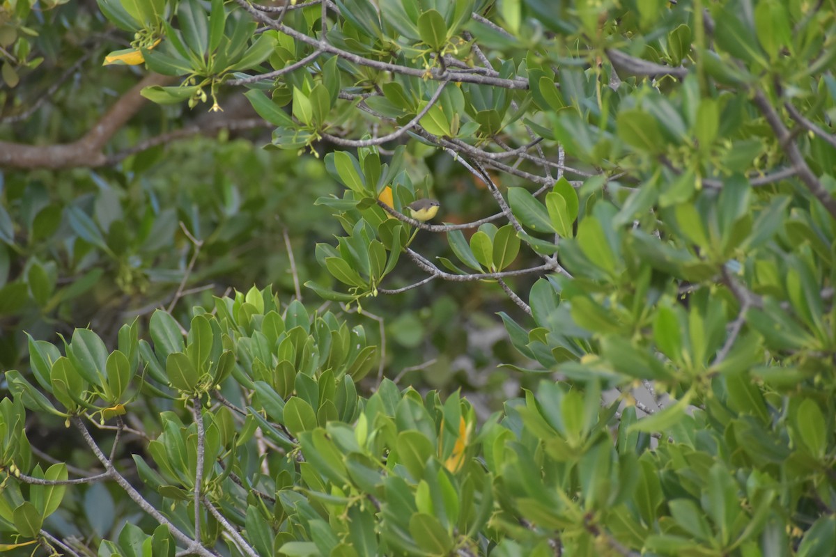 Golden-bellied Gerygone - ML641591012
