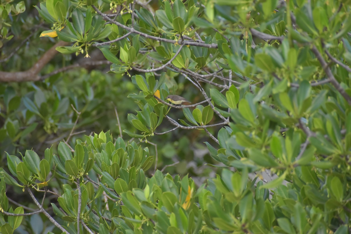 Golden-bellied Gerygone - ML641591013