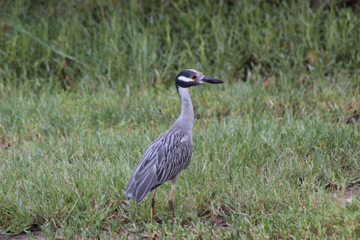 Krabbenreiher - ML641591087