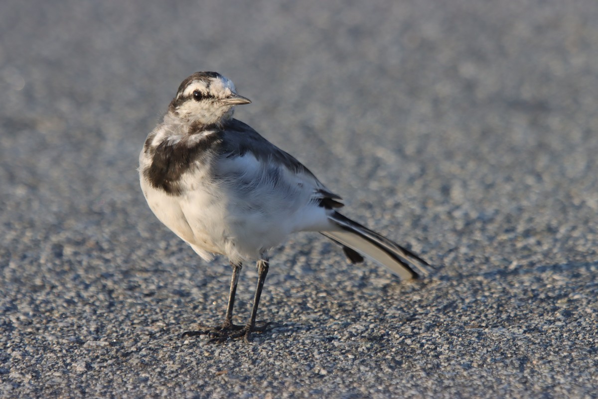 נחליאלי לבן - ML641591092