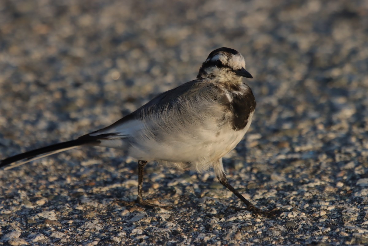 נחליאלי לבן - ML641591104
