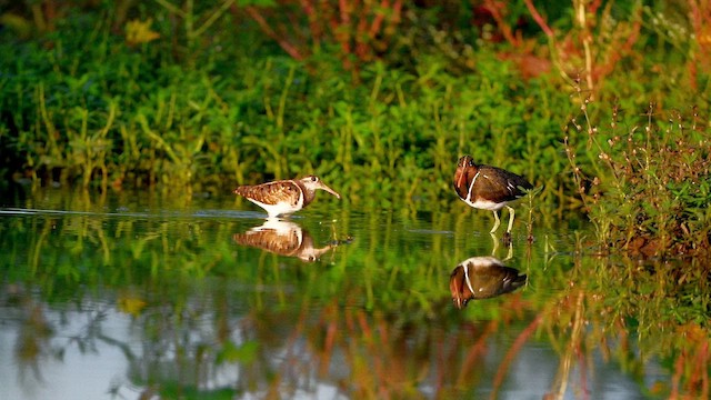 Greater Painted-Snipe - ML641591106