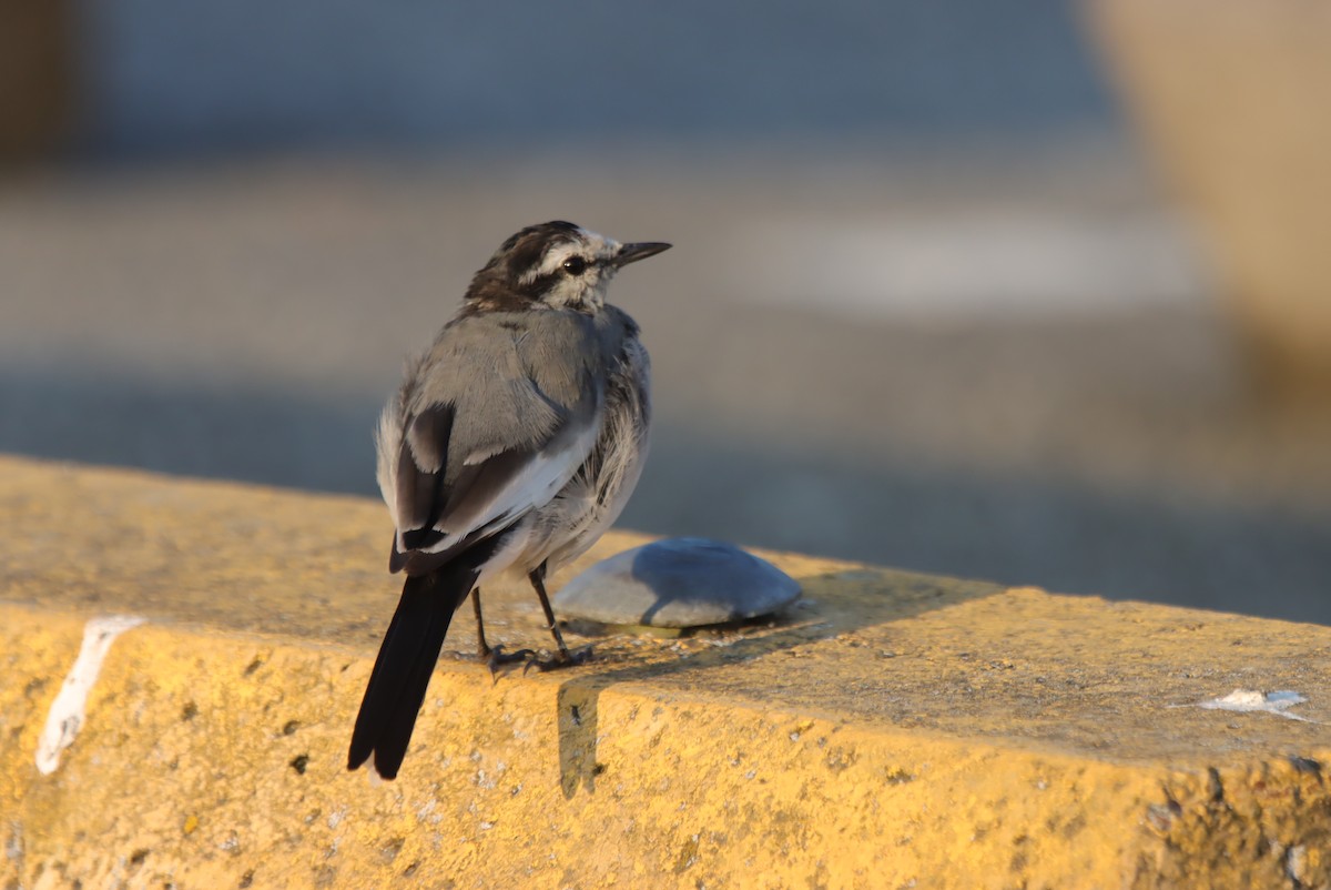נחליאלי לבן - ML641591110