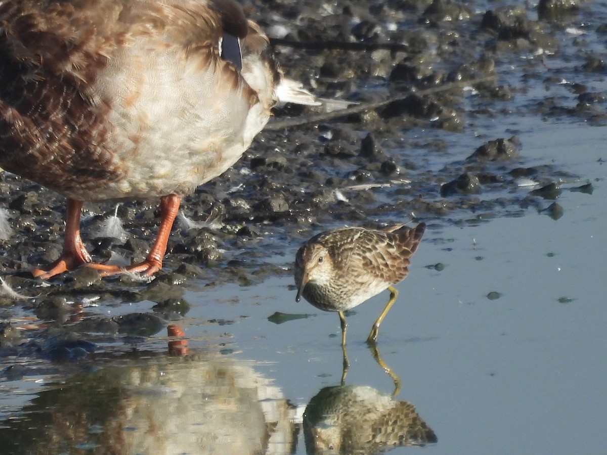 Орог элсэг - ML641591115