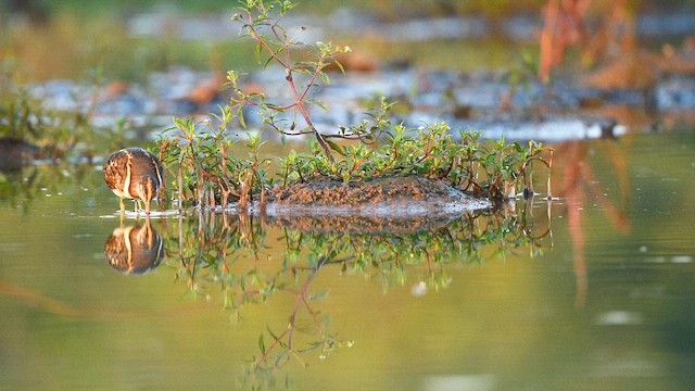 Greater Painted-Snipe - ML641591116