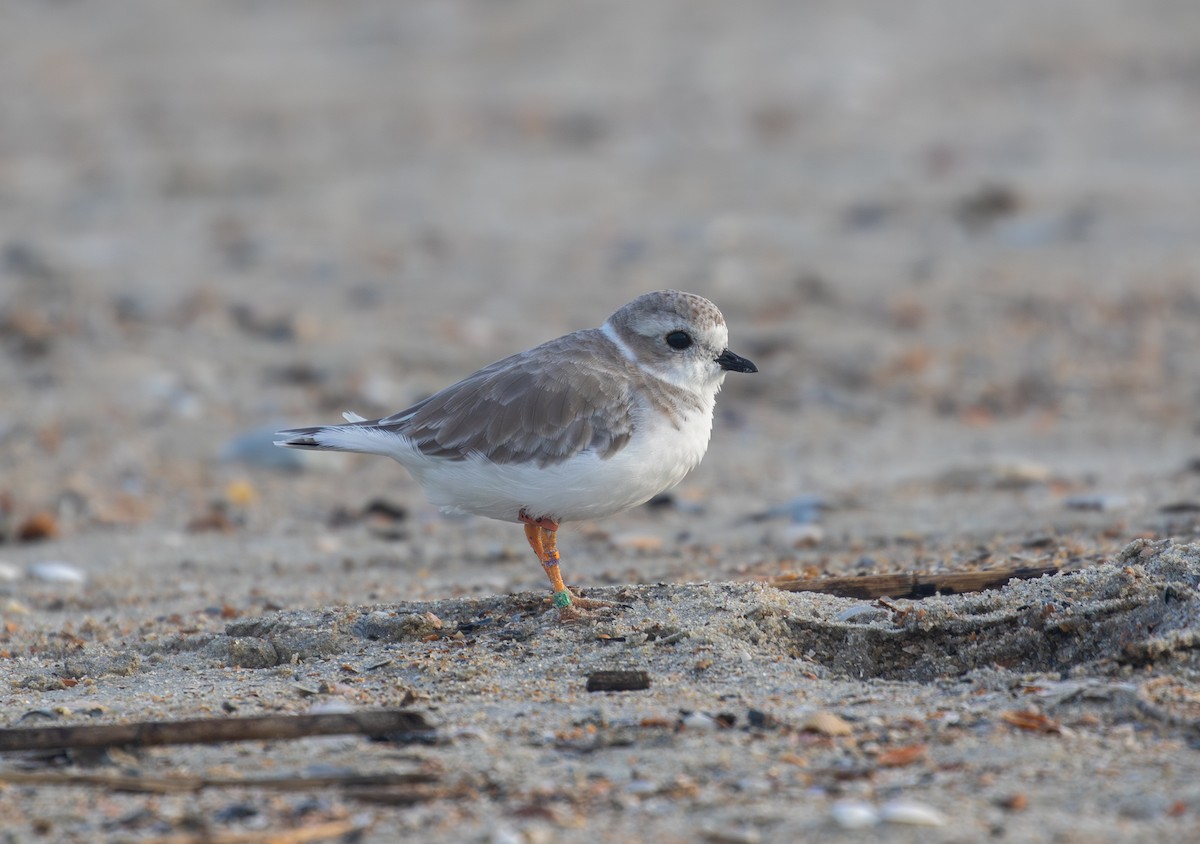 Piping Plover - ML641591117