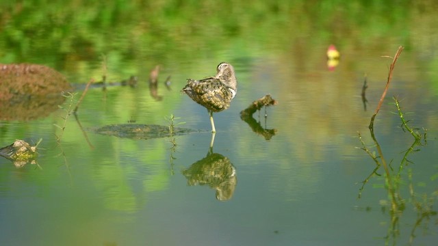 Greater Painted-Snipe - ML641591120