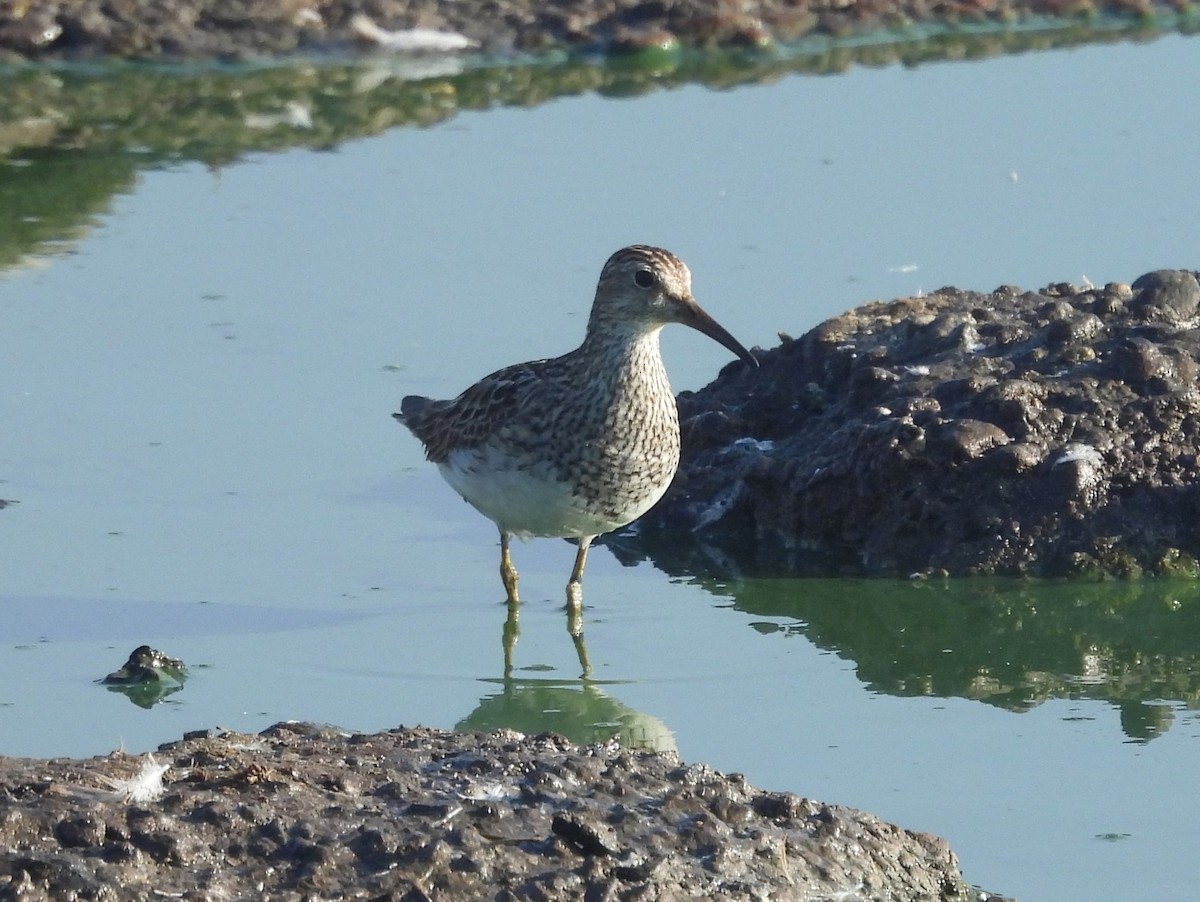 Орог элсэг - ML641591127