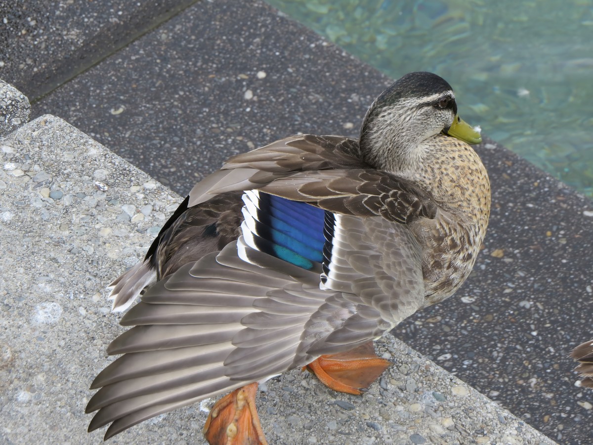 Mallard/Pacific Black Duck - ML641591133
