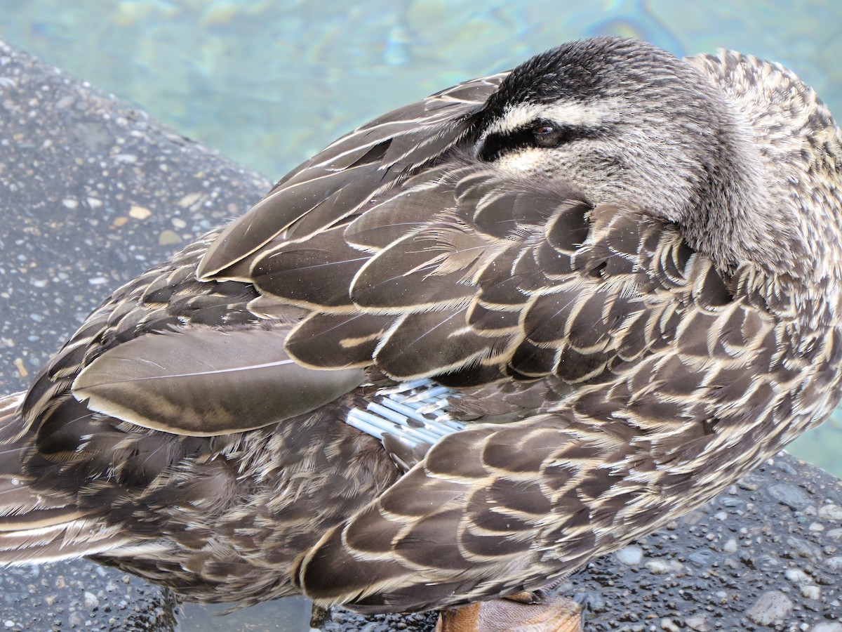 Mallard/Pacific Black Duck - ML641591134