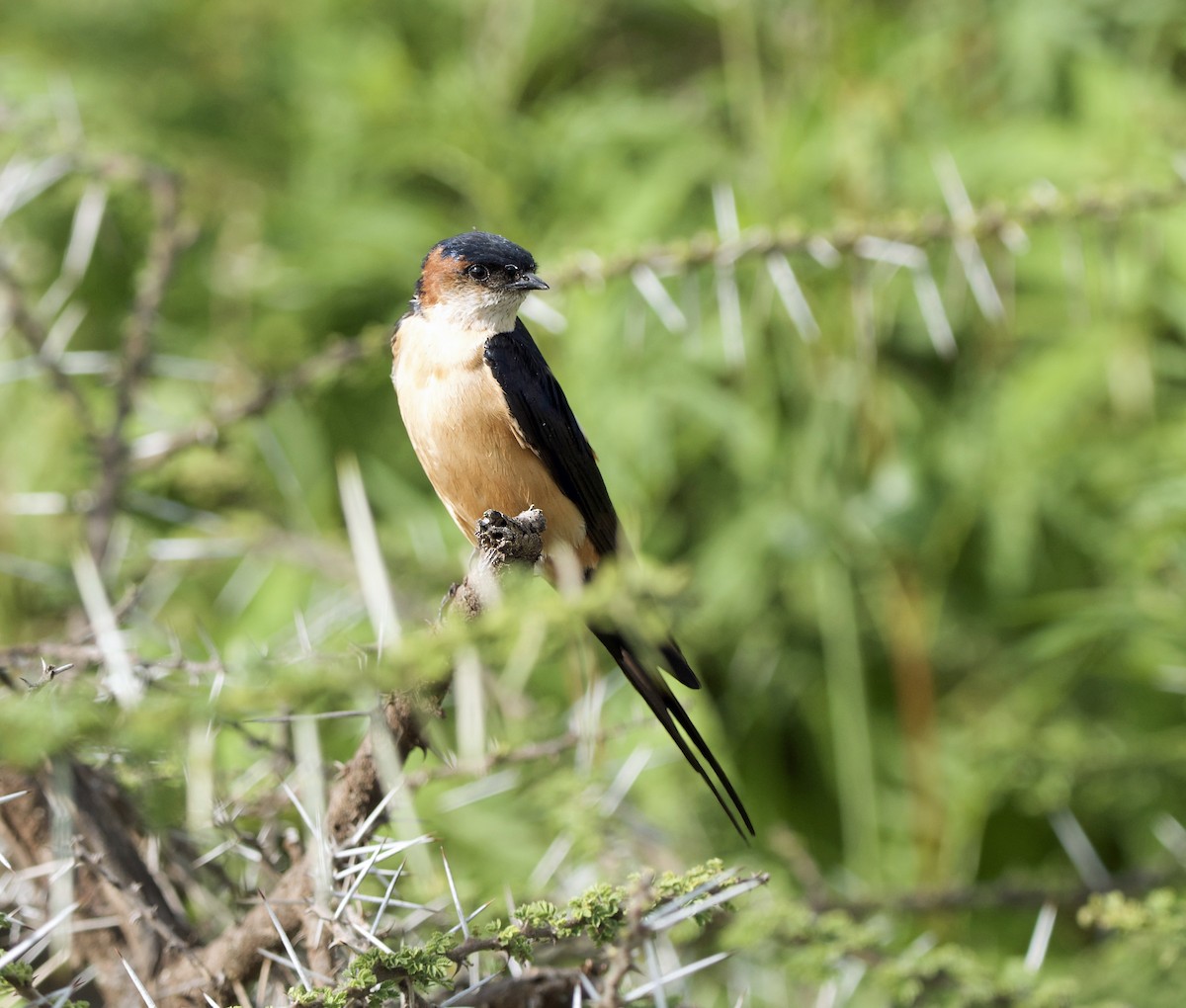African Red-rumped Swallow - ML641591159