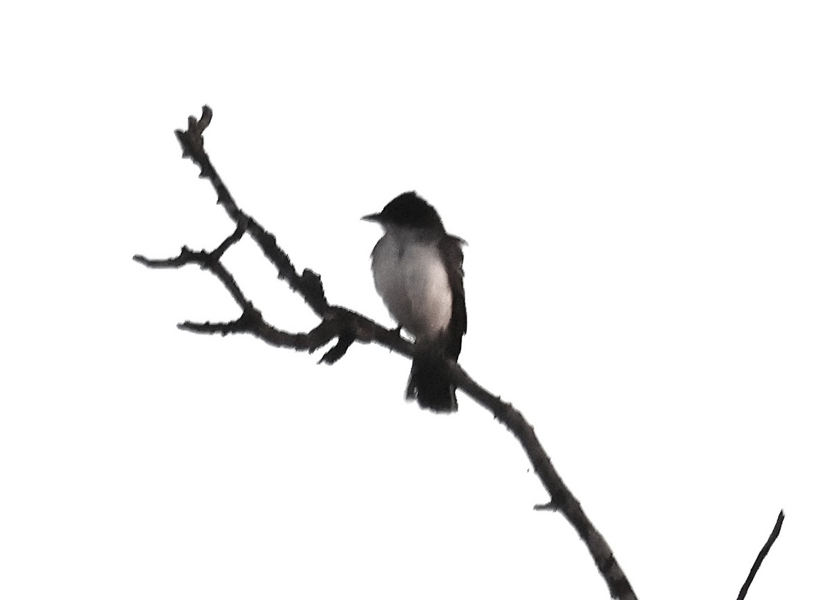 Eastern Kingbird - ML641591168