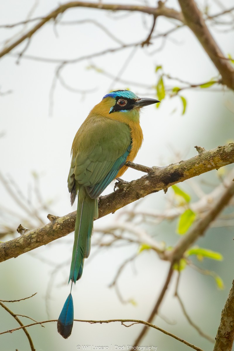 Whooping Motmot - ML641591186