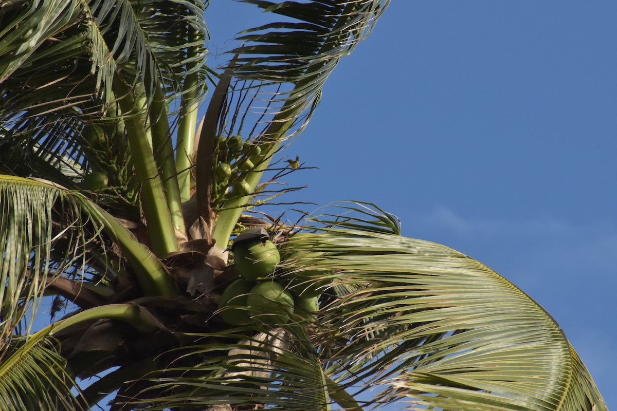 Palawan Sunbird - ML641591187