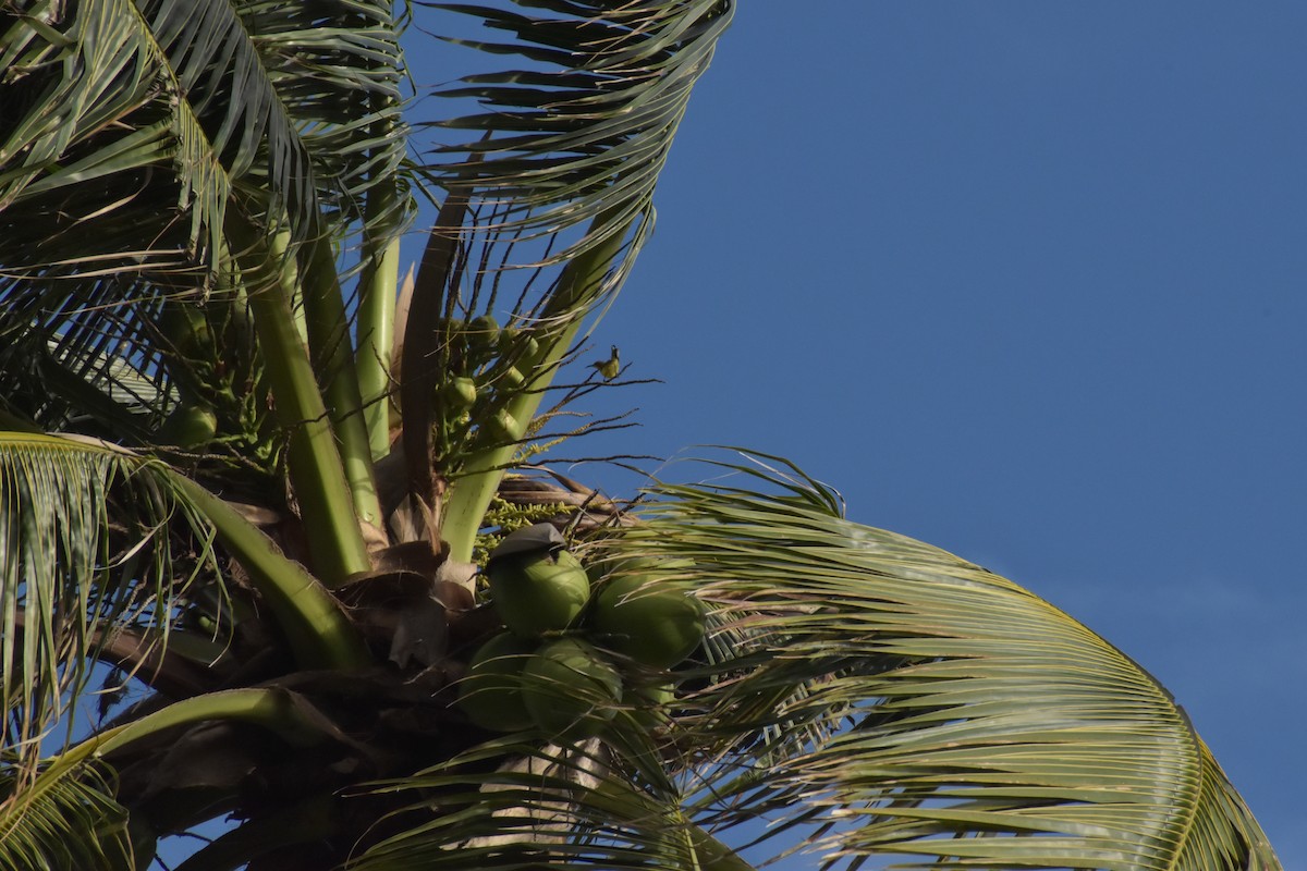 Palawan Sunbird - ML641591188