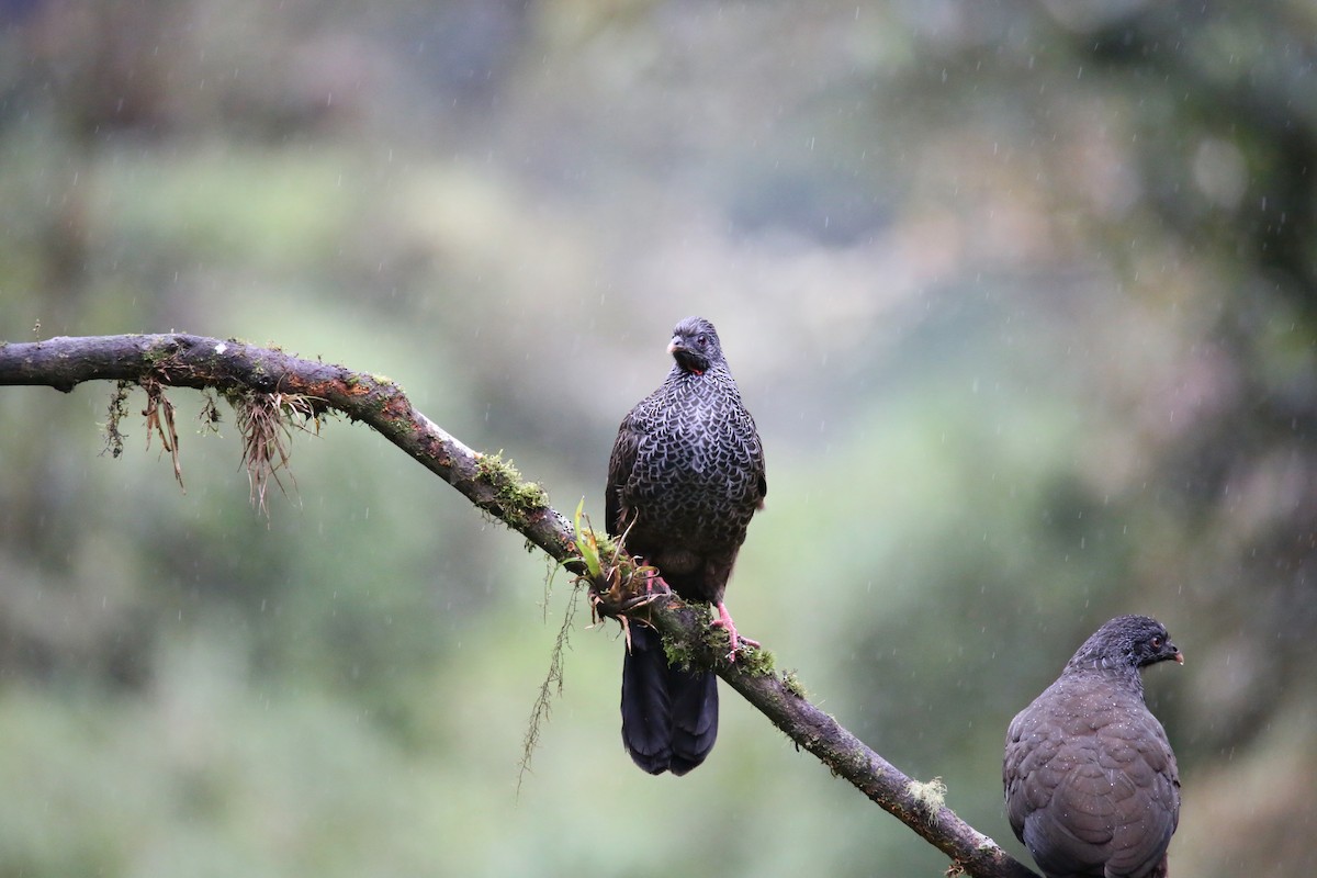 Andean Guan - ML641591192