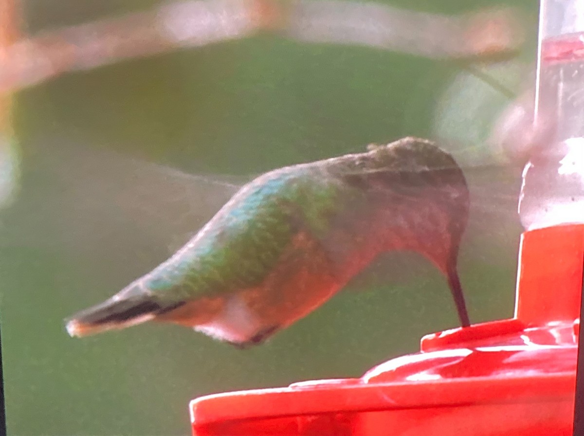 Calliope Hummingbird - ML641591193