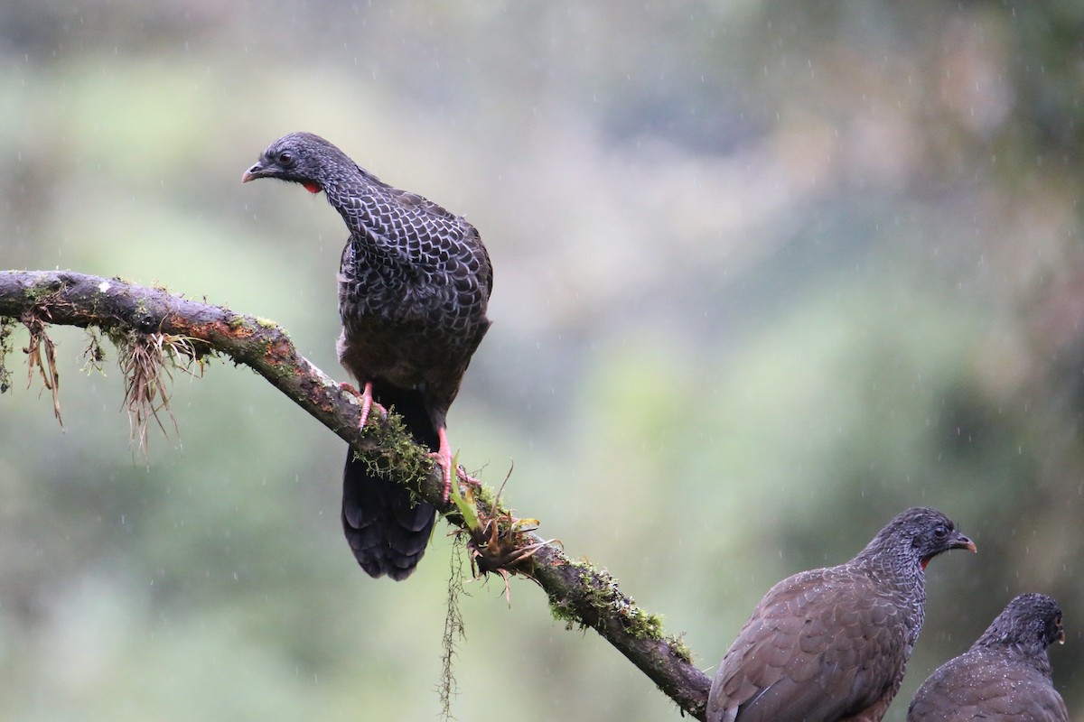 Andean Guan - ML641591197